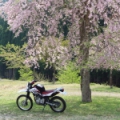 桜とセロー