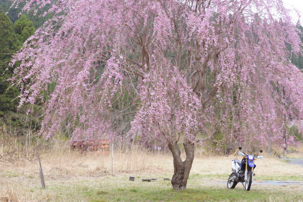 京都京北の枝垂桜とWR250R