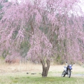 枝垂桜とWR250R